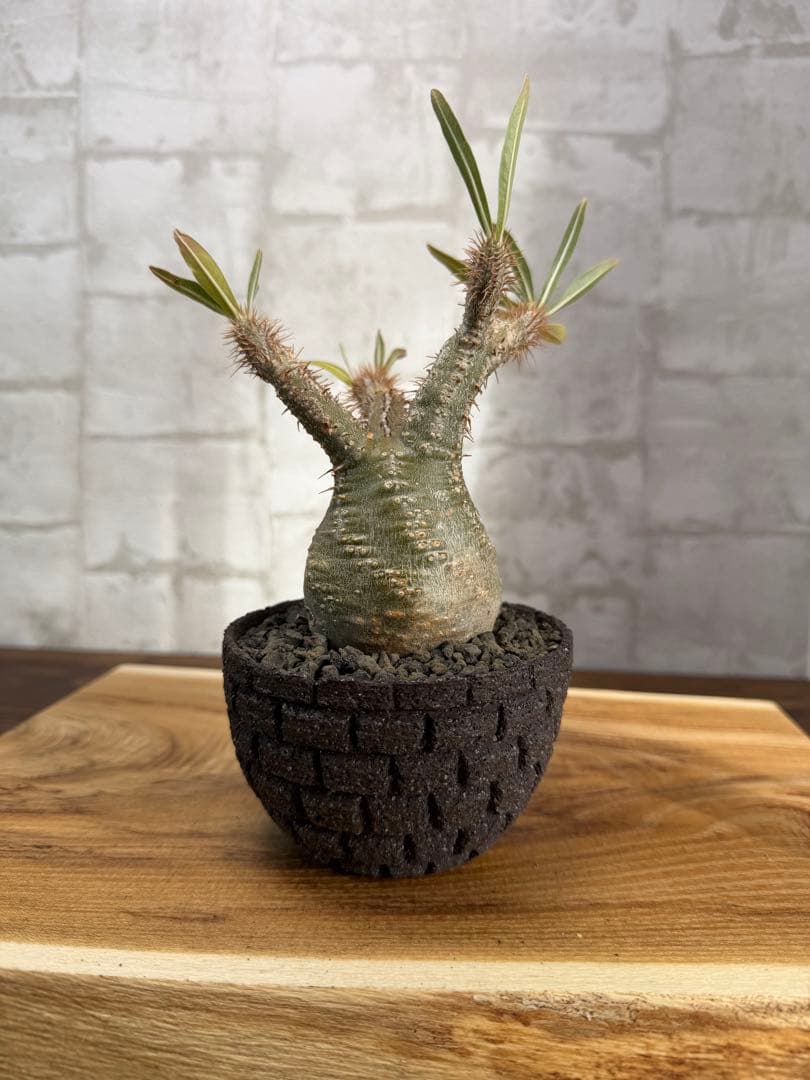 パキポディウム　グラキリス　発根済み