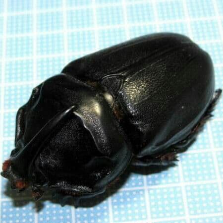 マダガスカル産　ギガスサイカブト 大型