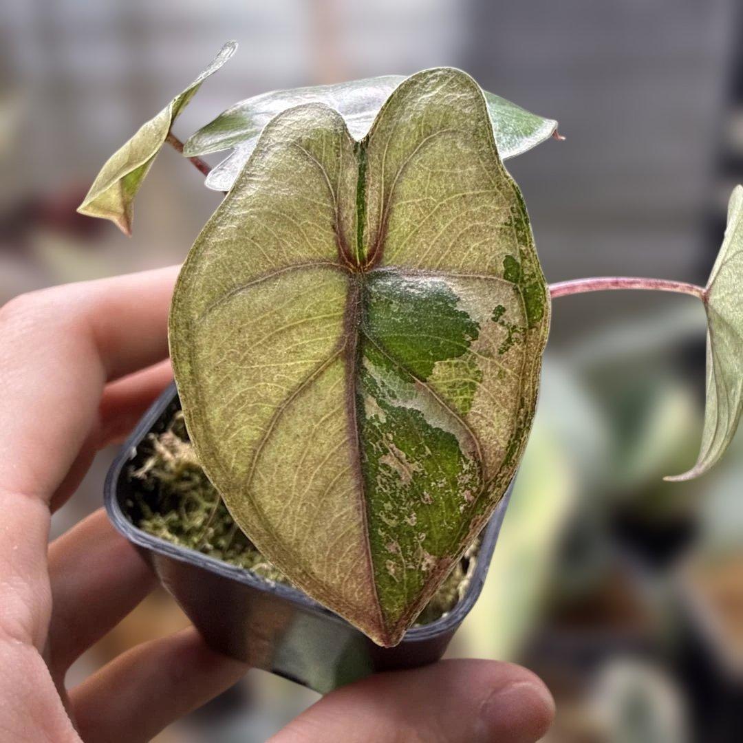 アロカシア ユカタンプリンセス ピンク