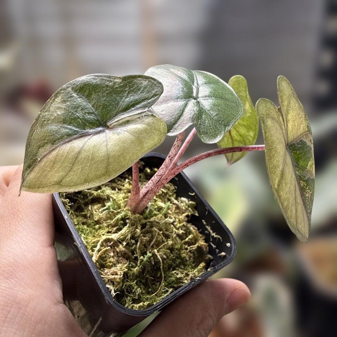 アロカシア ユカタンプリンセス ピンク