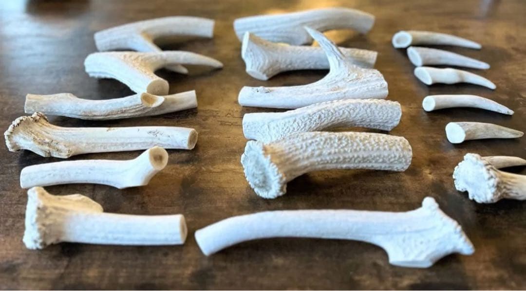 北海道産 蝦夷鹿の角 天然 19個 2,74kg 【3月まで】