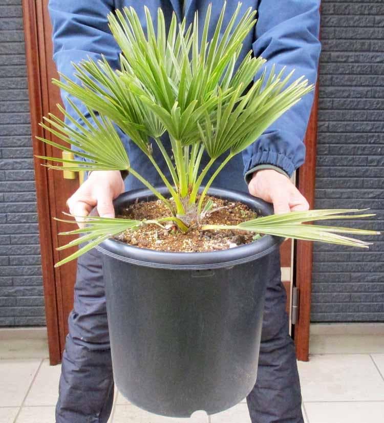 【現品】チャメロプス　フミリス　ボルケーノ　9号　や６番