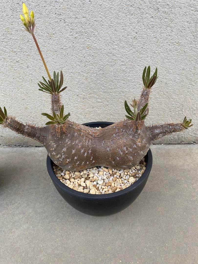 グラキリス　ダブルヘッド　ピーナッツ型　コレクション　選抜　シンメトリー