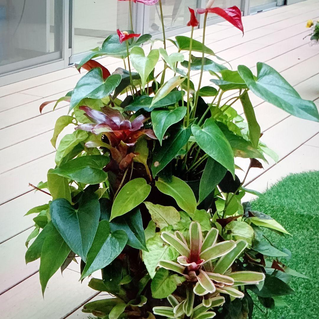 世界初空中花飾り　グリーンシャンデリアミニ2段12個セット