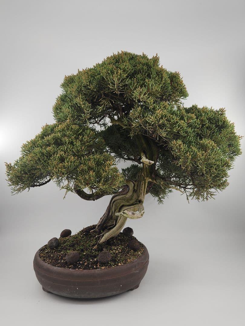 お正月セール 10日まで 中品 糸魚川真柏盆栽 五葉松盆栽 真柏盆栽 懸崖 真柏