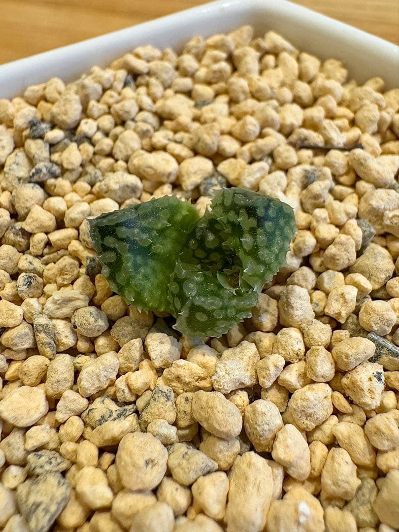 ハオルチア　王蟲　カキ仔　未発根