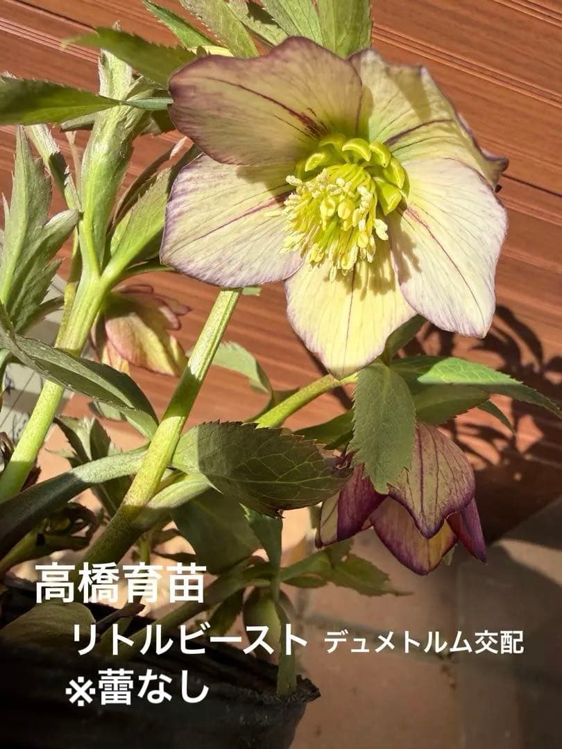 【未株分】高橋育苗 クリスマスローズ リトルビースト デュメ系交配