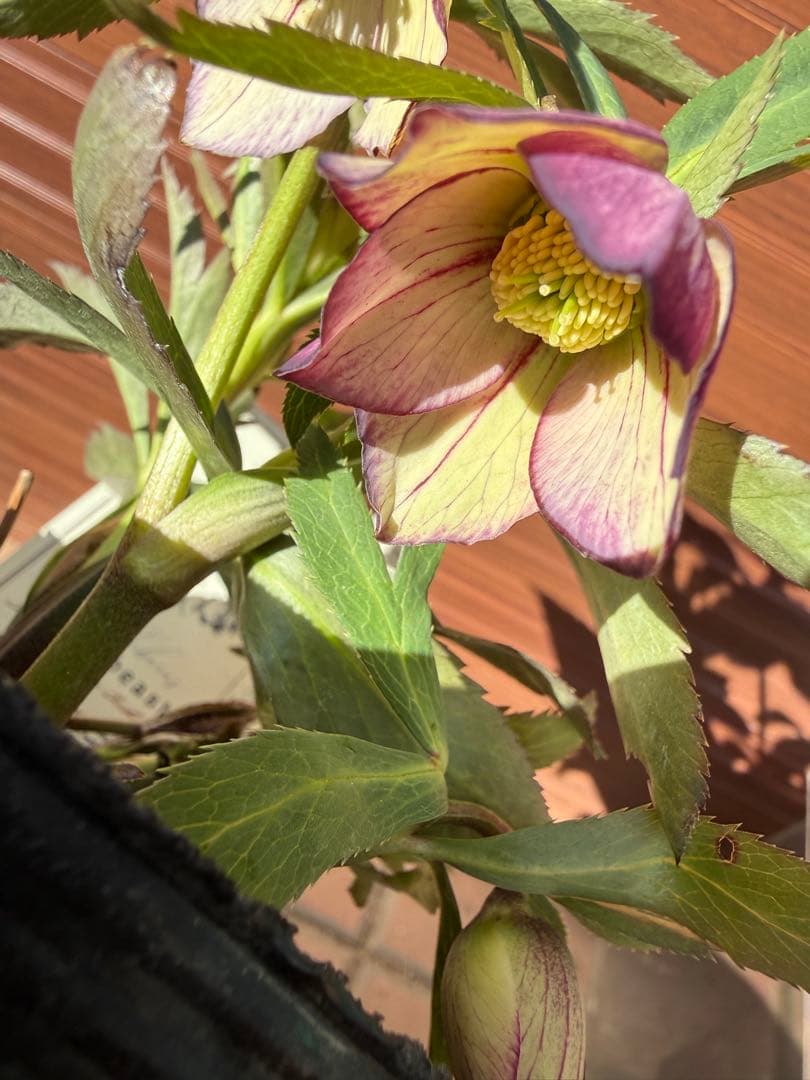 【未株分】高橋育苗 クリスマスローズ リトルビースト デュメ系交配