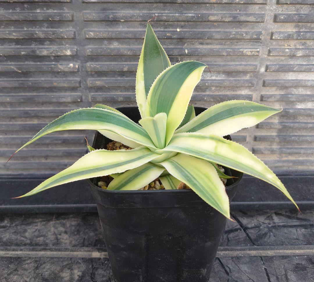 アガベ　ブルーフレイム錦　ブルーフレーム錦　アテナータ　翡翠盤