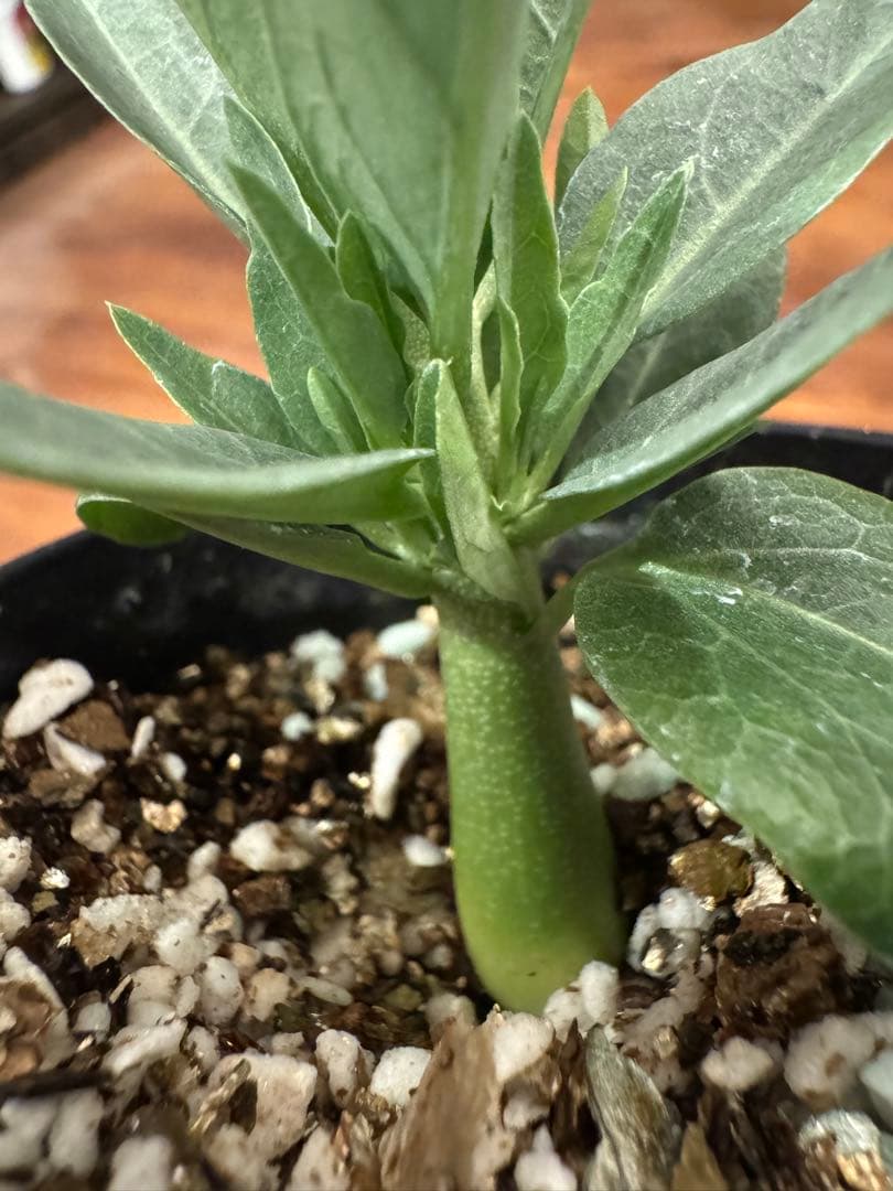 アデニアペチュエリー adenia pechuelii塊根植物 観葉植物 実生