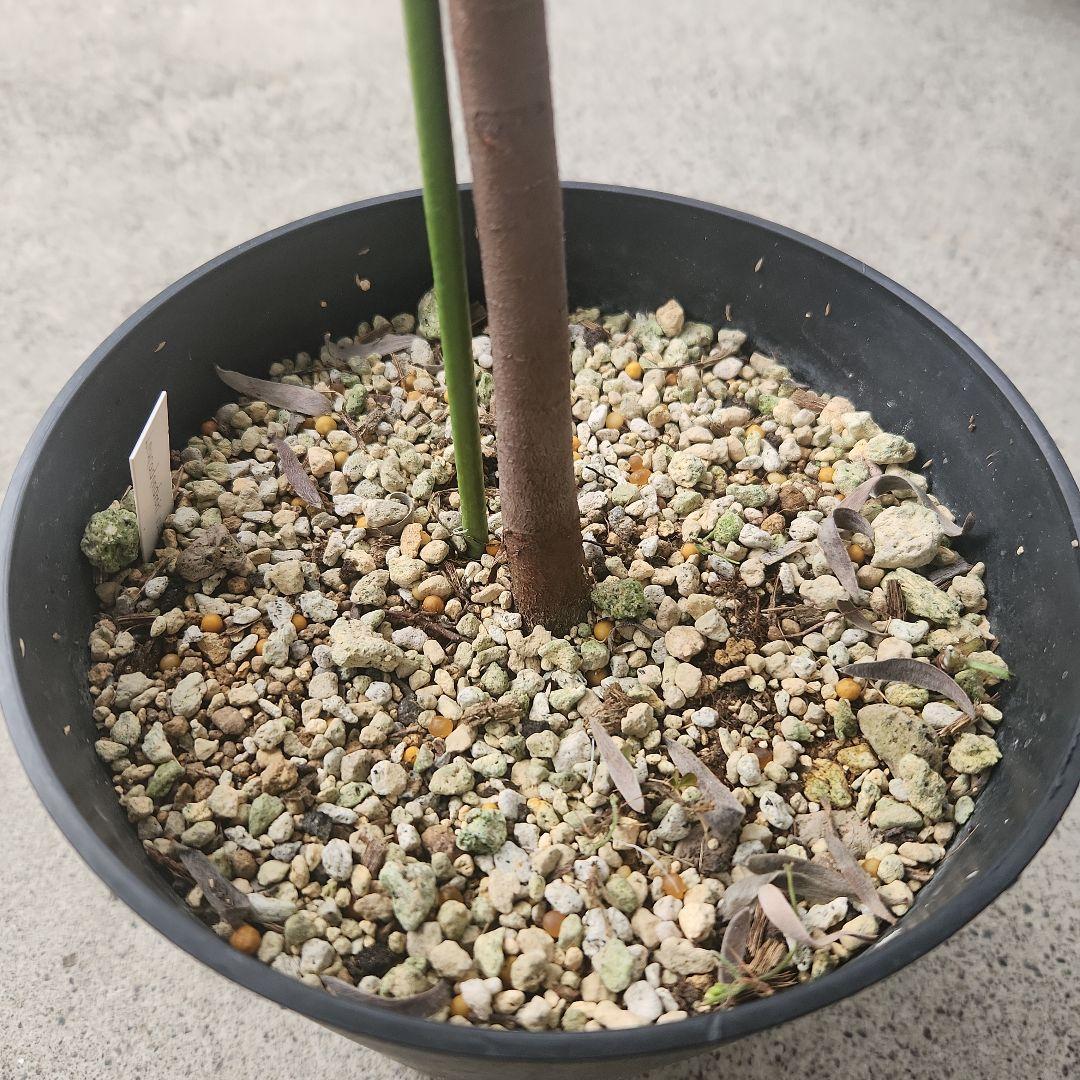 オージープランツ　リューカデンドロン・プルモサス