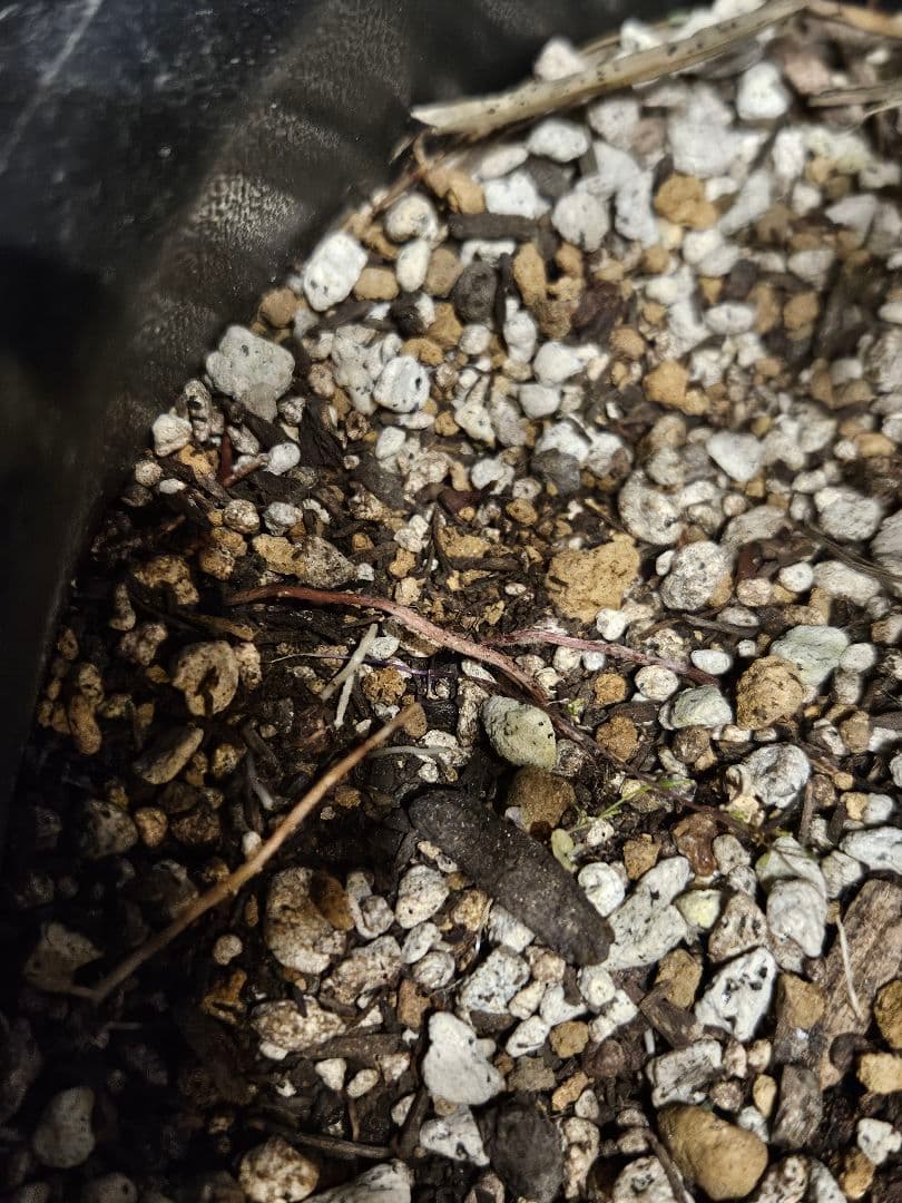 ユッカ リネアリフォリア (く) 曲がり株