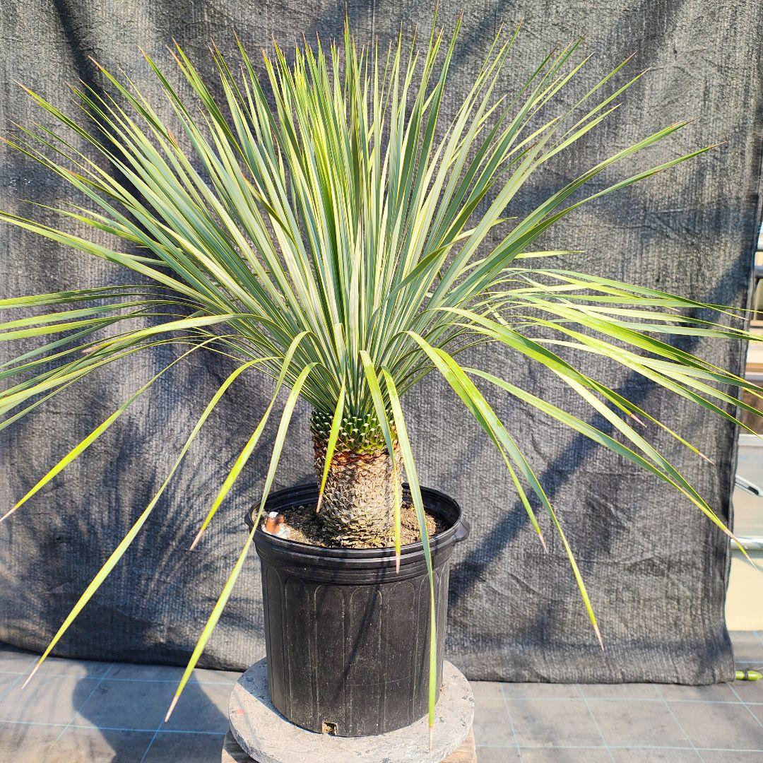 う*を様 ユッカ ロストラータ