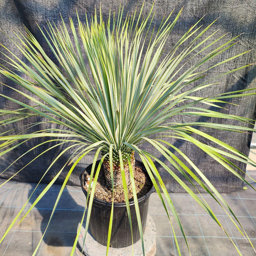 う*を様 ユッカ ロストラータ