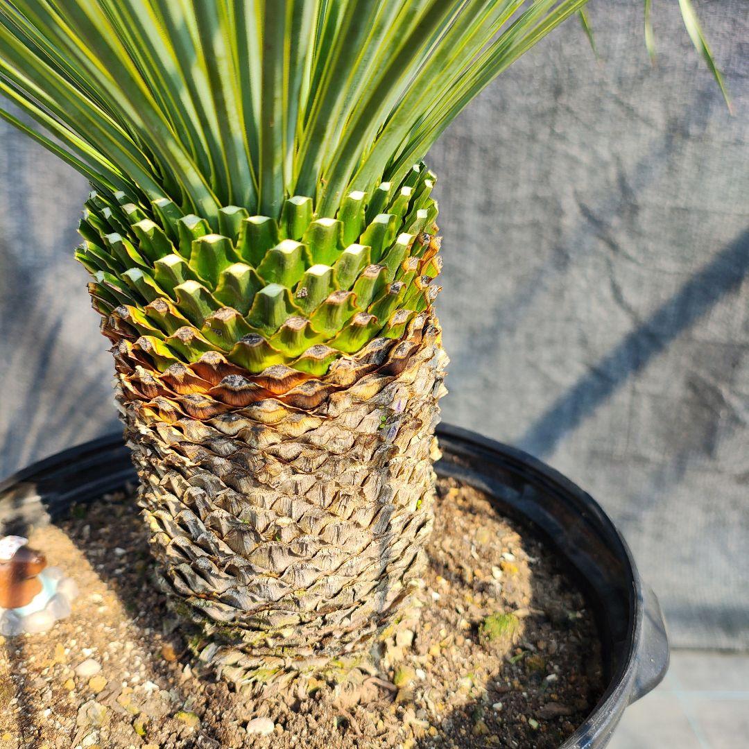 う*を様 ユッカ ロストラータ