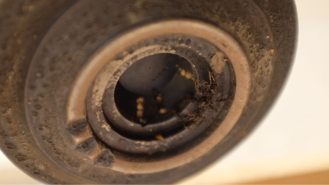 オペルクリカリアパキプス　コレクション株（発根済み3年）