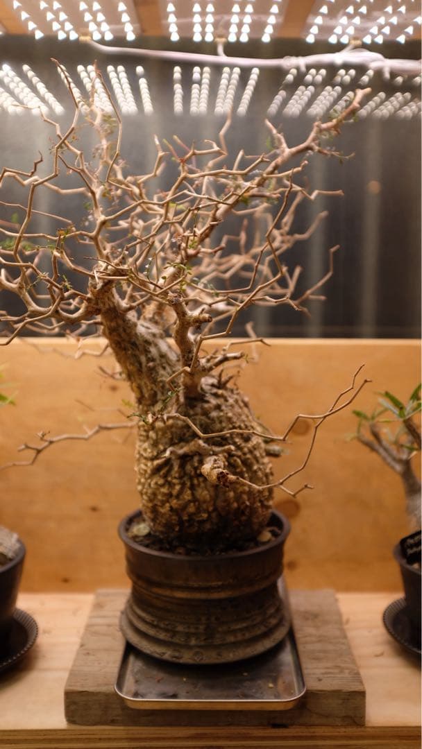 オペルクリカリアパキプス　コレクション株（発根済み3年）