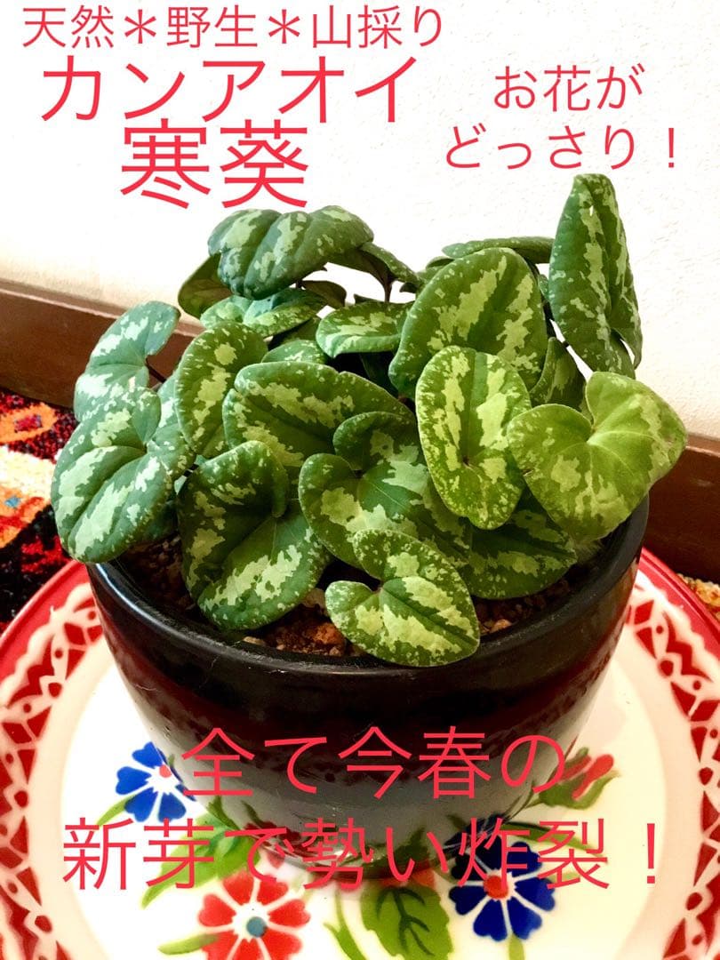 天然＊野生【全て今春の新芽＊お花沢山/カンアオイ＊寒葵】瑞々しく勢い炸裂！