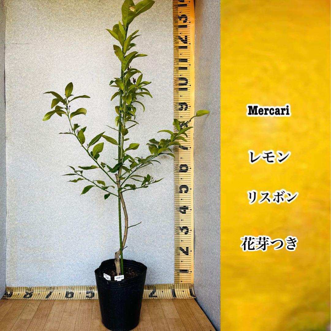 4年生　リスボン　レモン接木苗　樹高120センチ 6.5号ポット　撮影品お届け