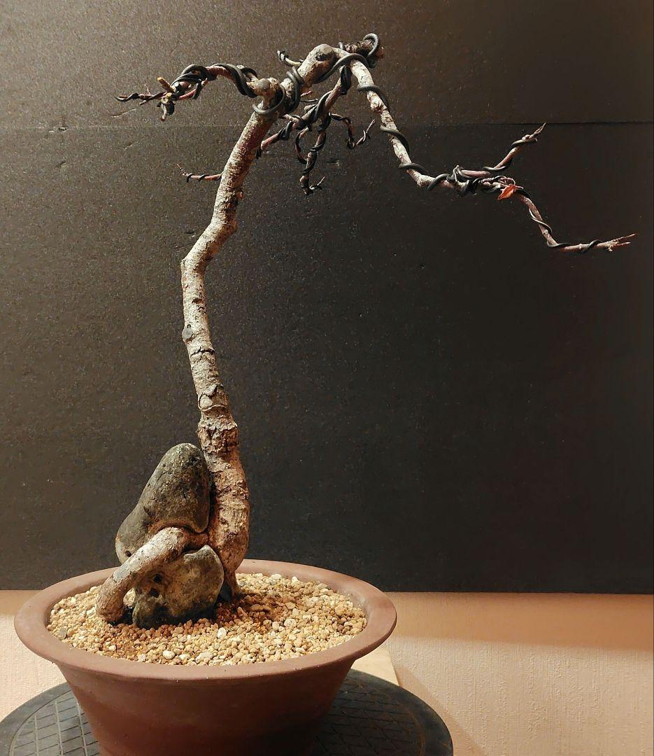 唐子木楓盆栽！