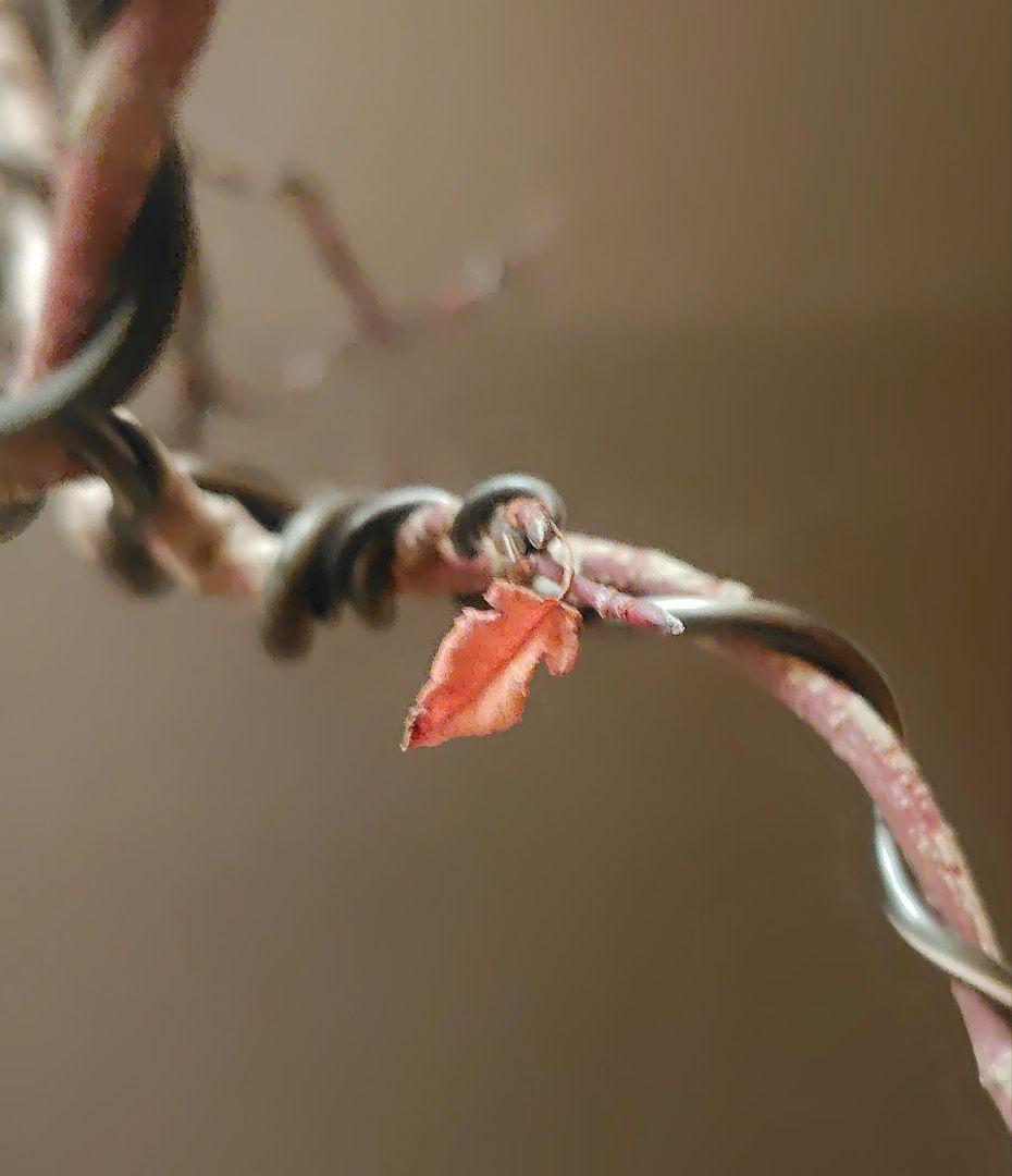 唐子木楓盆栽！