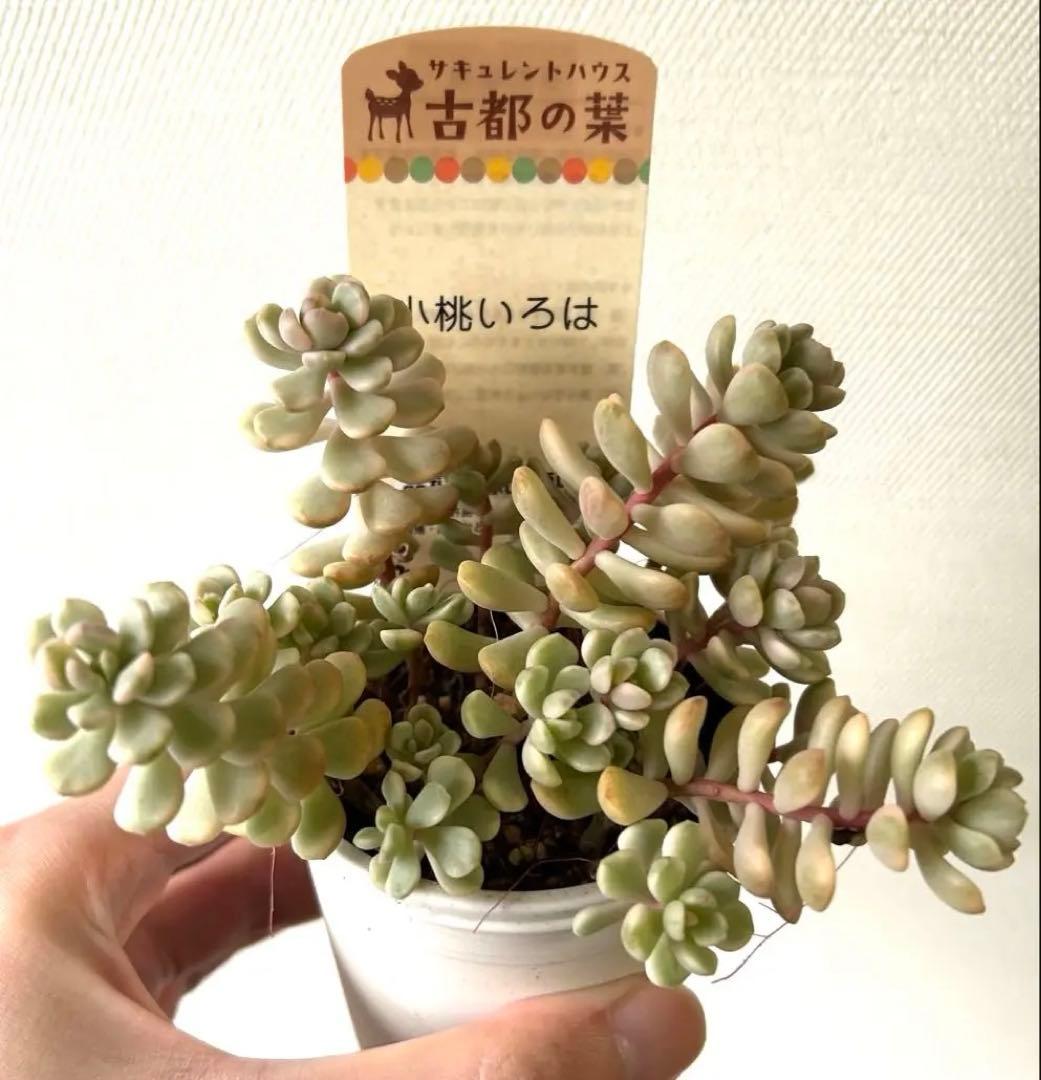 古都の葉さん 小桃いろは メルカリ便 札付き・抜き苗