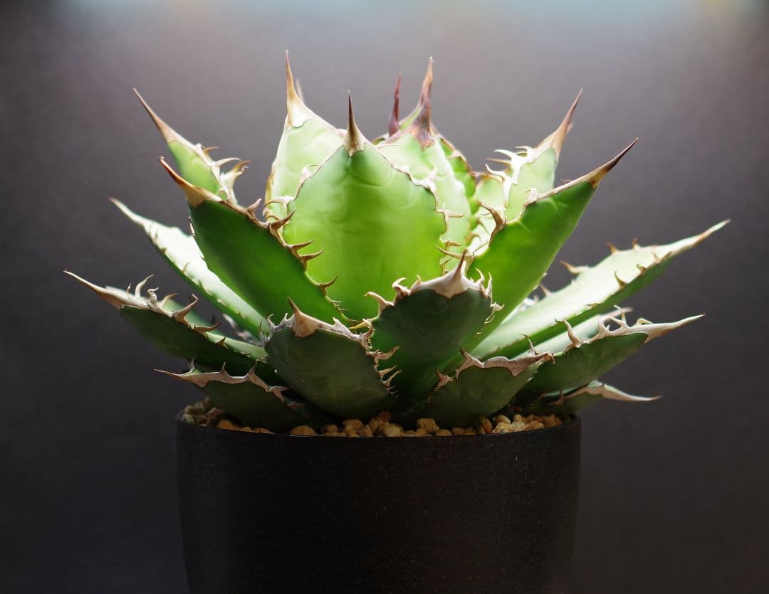 アガベ EU チタノタ オテロイ 大株 Kaiju Plant