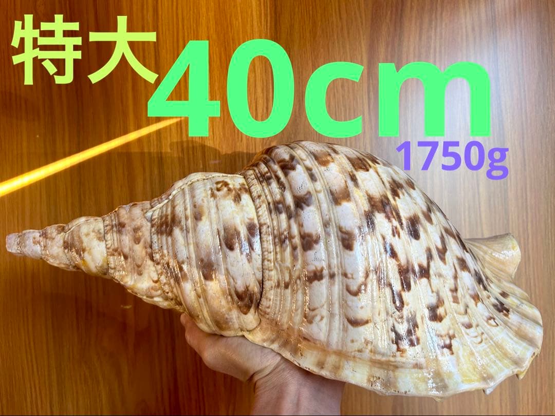 法螺貝　特大直線40cm 1750g