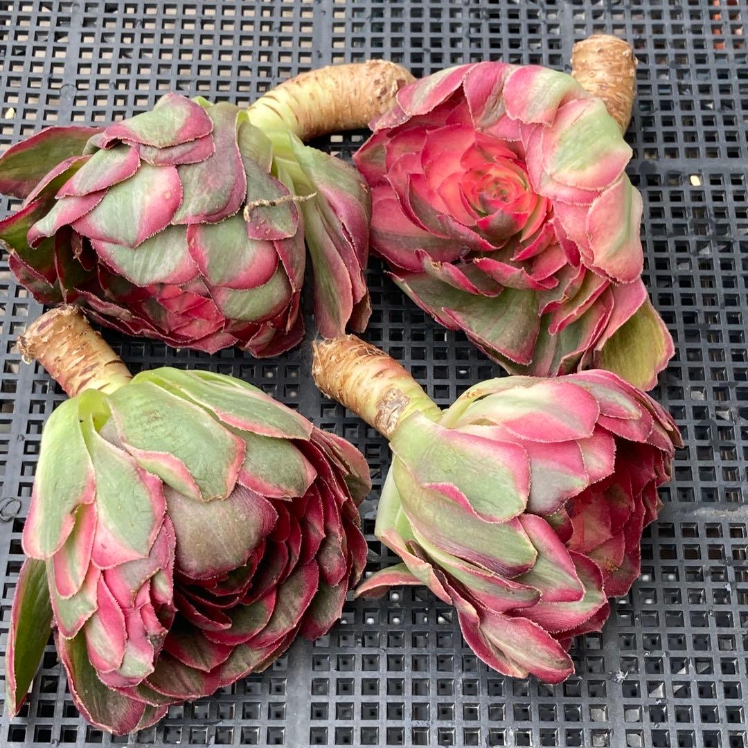 アエオニウム　韓国苗　オクス　多肉植物　ポコ多肉