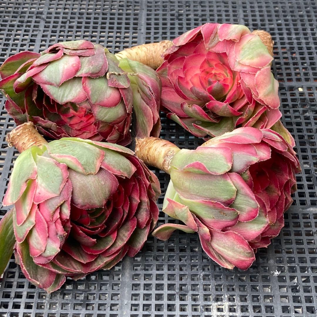 アエオニウム　韓国苗　オクス　多肉植物　ポコ多肉