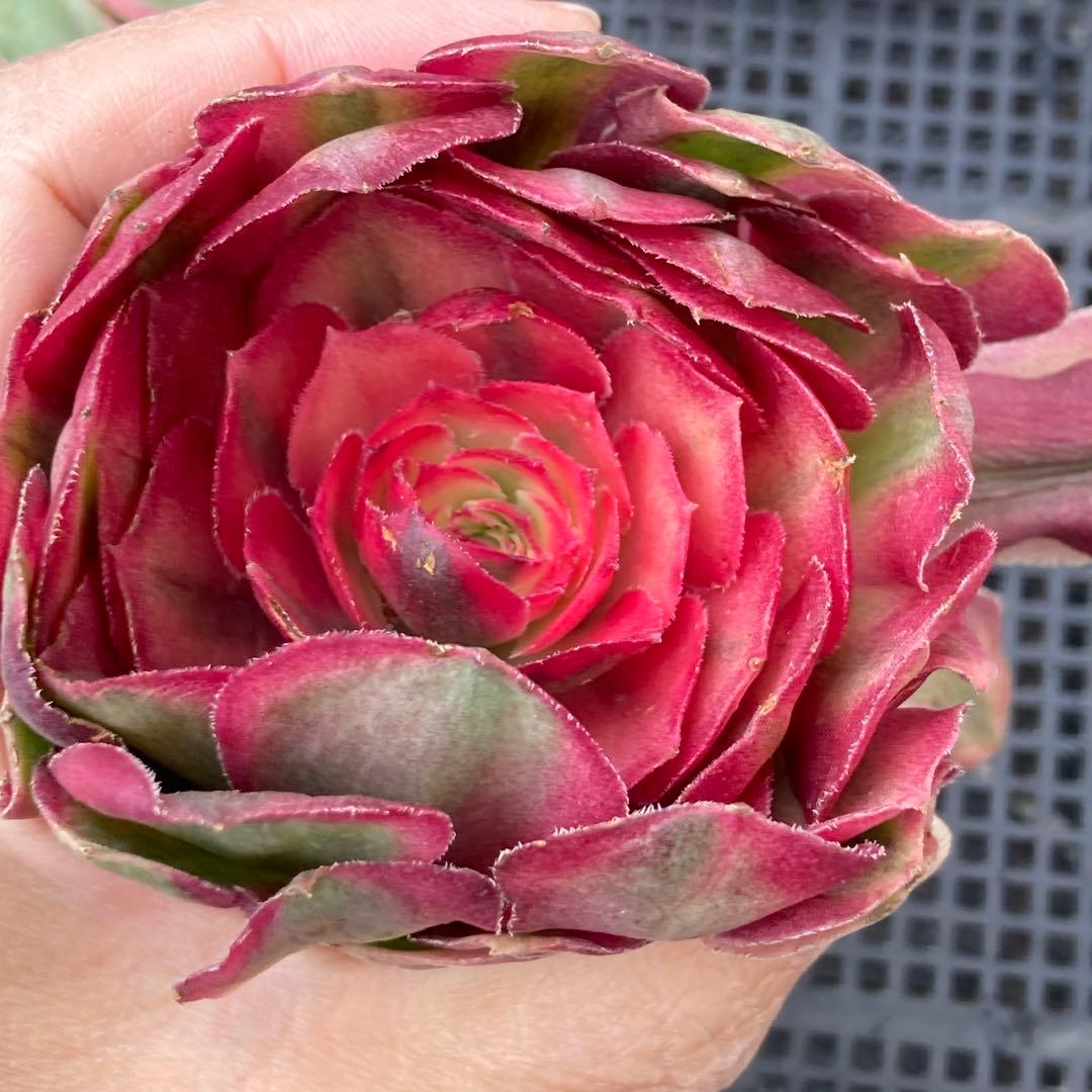 アエオニウム　韓国苗　オクス　多肉植物　ポコ多肉