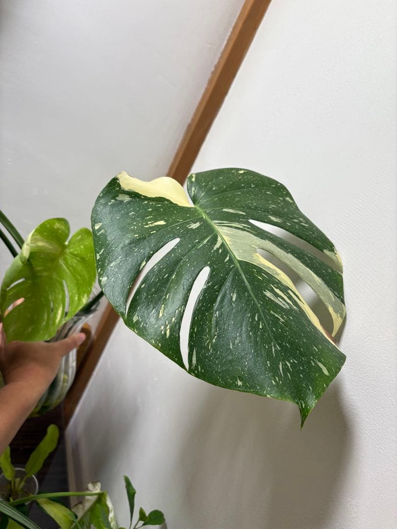 モンステラ・クリームブリュレ　デリシオーサ　葉付き　発根済み