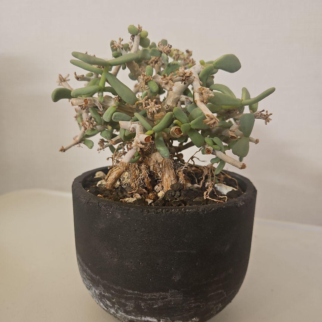 【枝振り良好　現地株】ケラリアピグマ