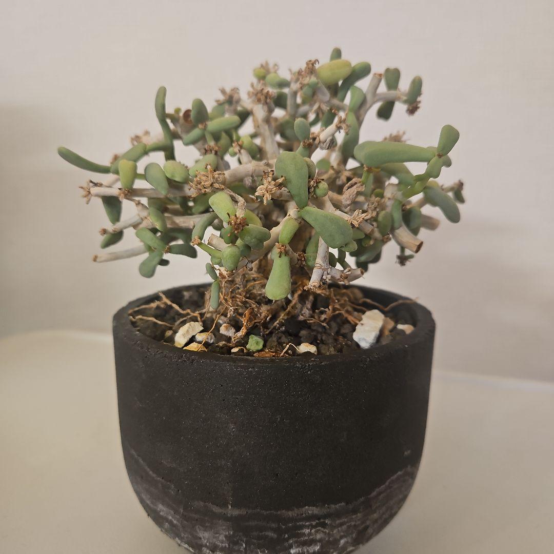 【枝振り良好　現地株】ケラリアピグマ