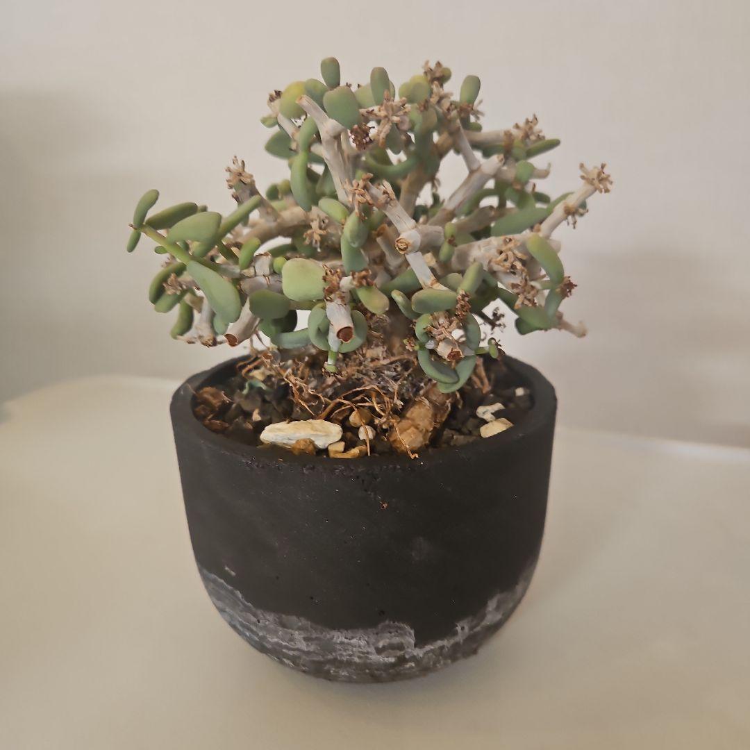 【枝振り良好　現地株】ケラリアピグマ