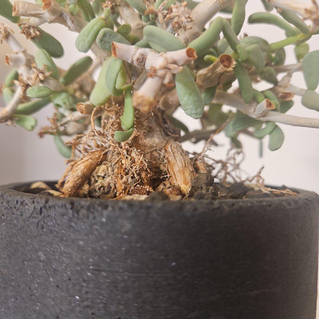 【枝振り良好　現地株】ケラリアピグマ