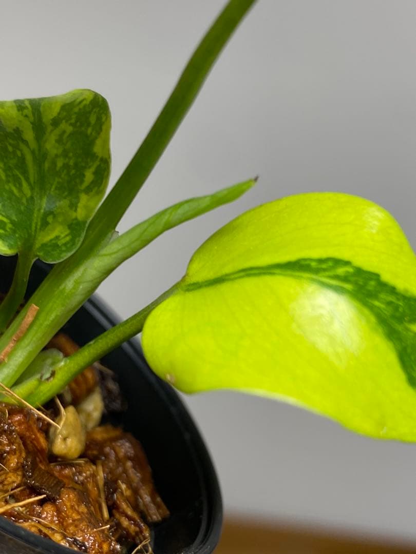 専用画面　【超美株✨超希少‼️】モンステラ　エレクトロライト　斑入り　メルカリ便