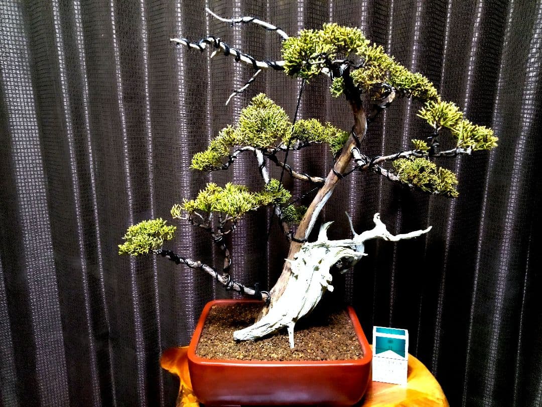 【中品 創作　真柏盆栽】⭕TANUKI創り、舎利100年❗