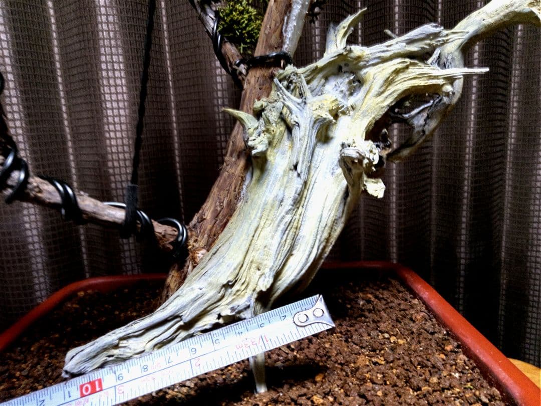 【中品 創作　真柏盆栽】⭕TANUKI創り、舎利100年❗