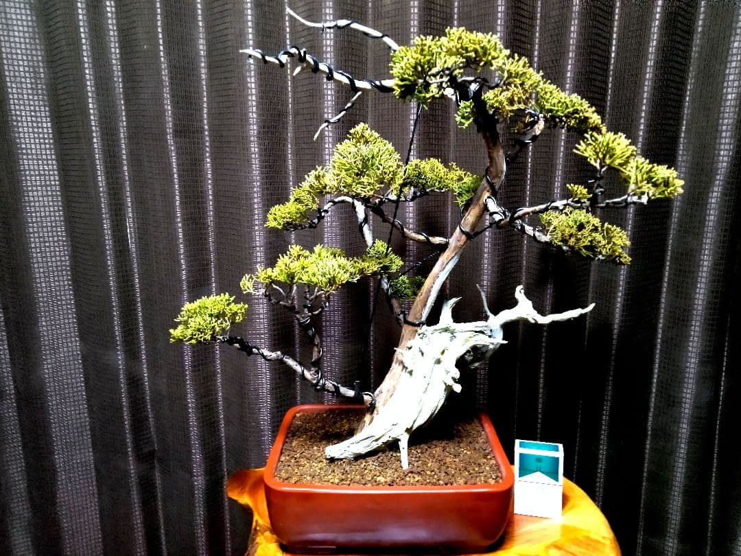 【中品 創作　真柏盆栽】⭕TANUKI創り、舎利100年❗