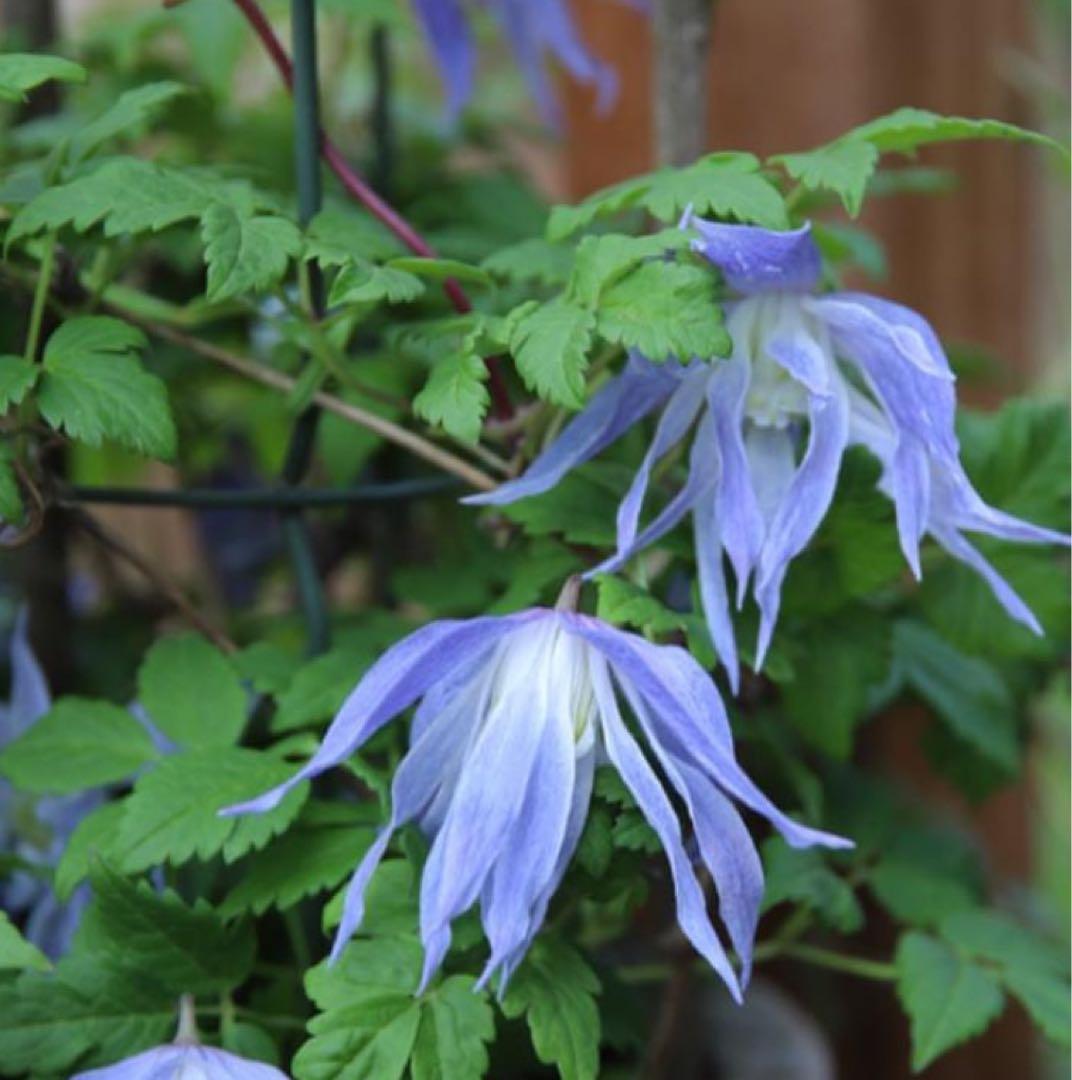 クレマチス　苗　マクロペタラ　ウェッセルトン　蔓　宿根草