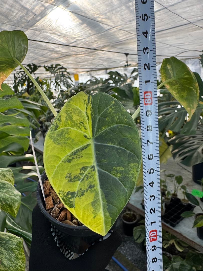 2 アロカシア　マハラニ　ゴールド　黄斑入り