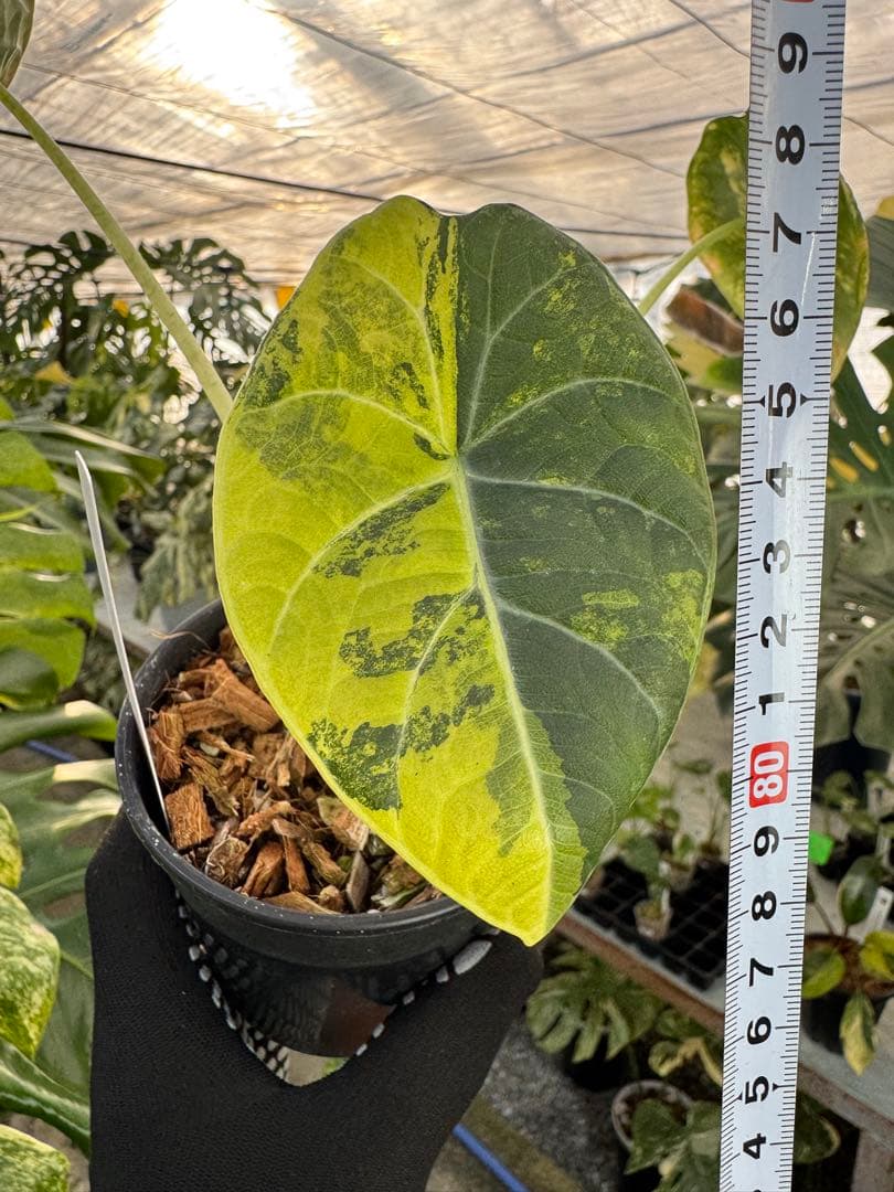 2 アロカシア　マハラニ　ゴールド　黄斑入り