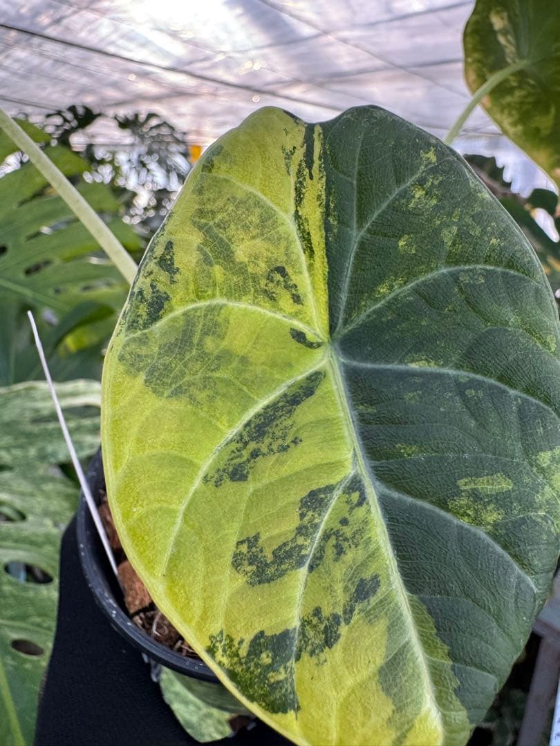 2 アロカシア　マハラニ　ゴールド　黄斑入り