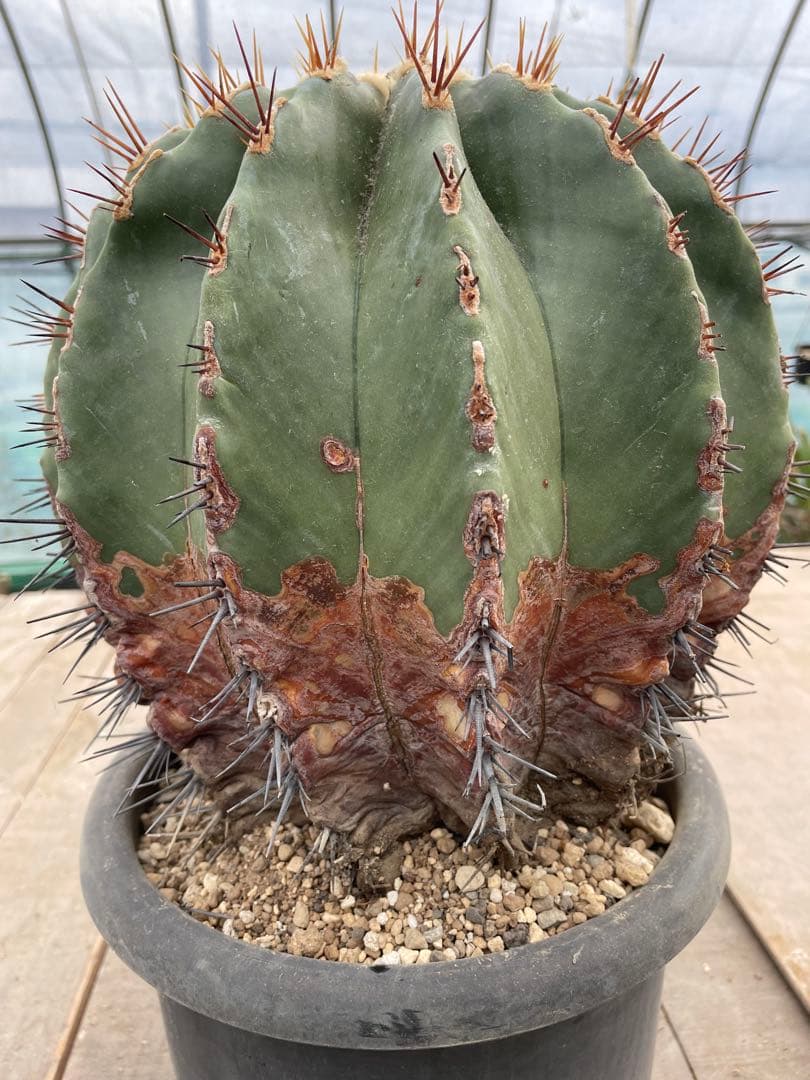 フェロカクタス 黄彩玉×赤城 ハイブリッド 古株 大株