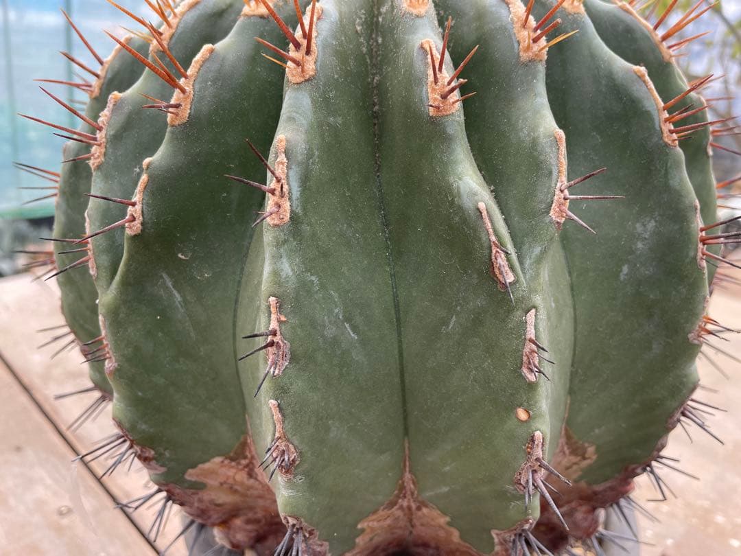 フェロカクタス 黄彩玉×赤城 ハイブリッド 古株 大株