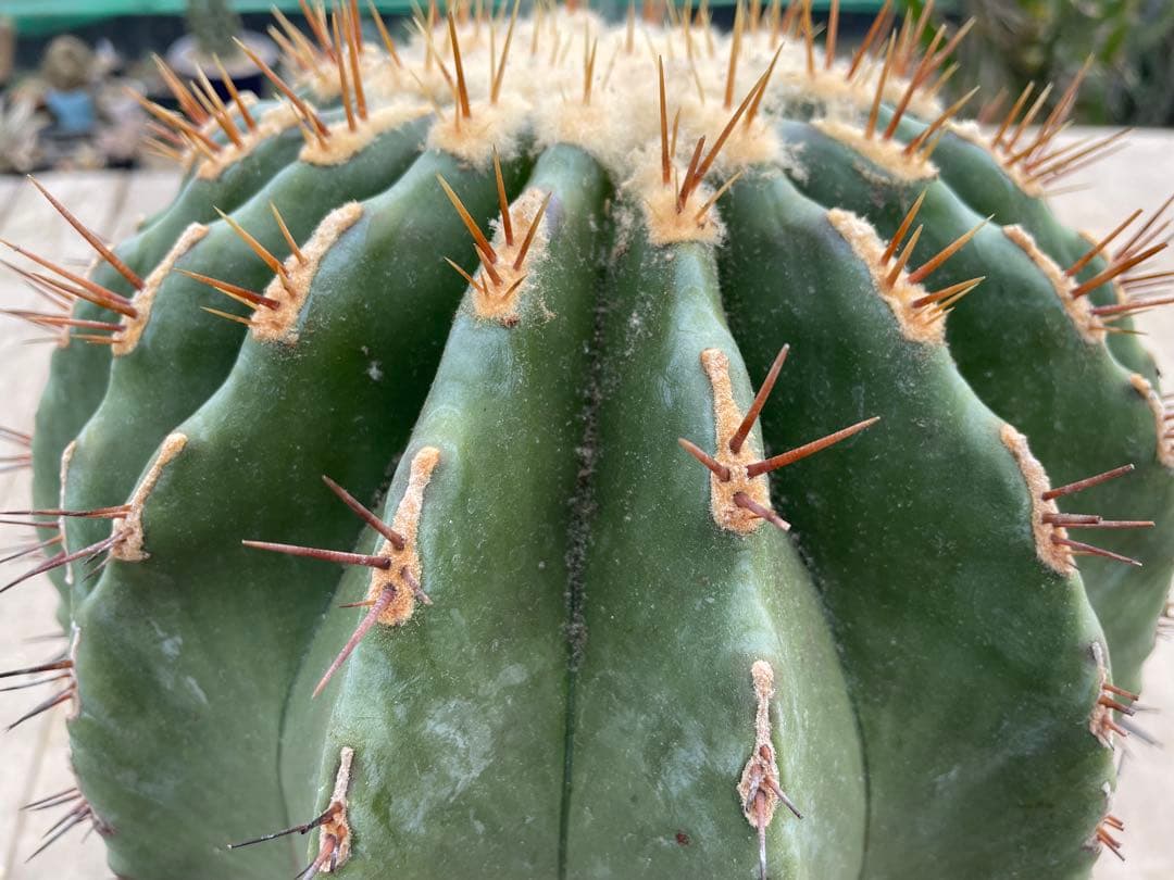 フェロカクタス 黄彩玉×赤城 ハイブリッド 古株 大株