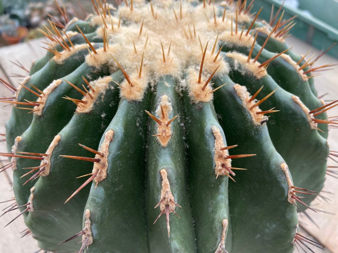 フェロカクタス 黄彩玉×赤城 ハイブリッド 古株 大株