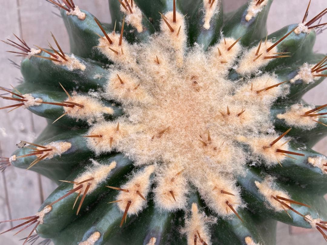 フェロカクタス 黄彩玉×赤城 ハイブリッド 古株 大株