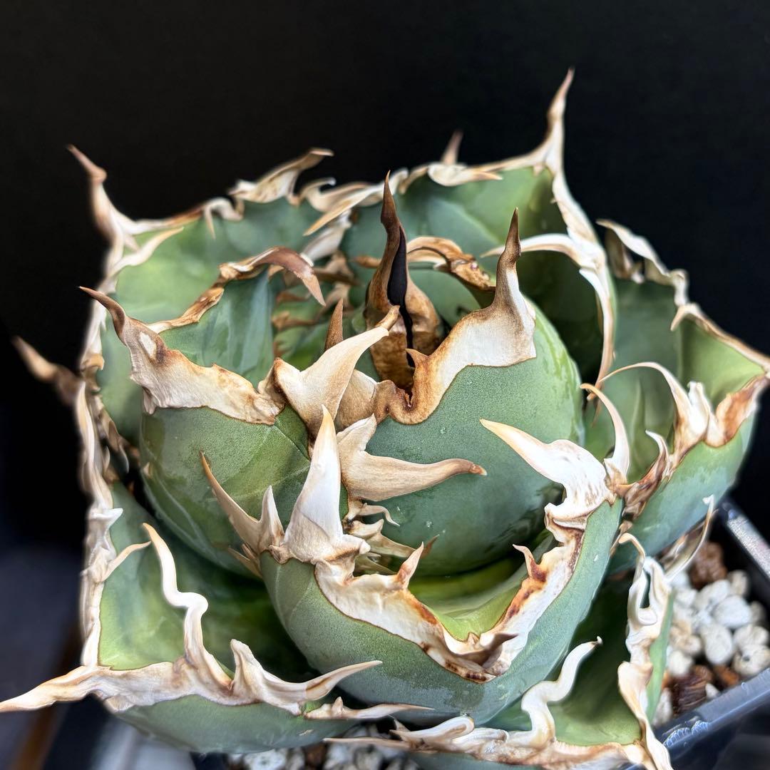 アガベ Agave / OAXACA